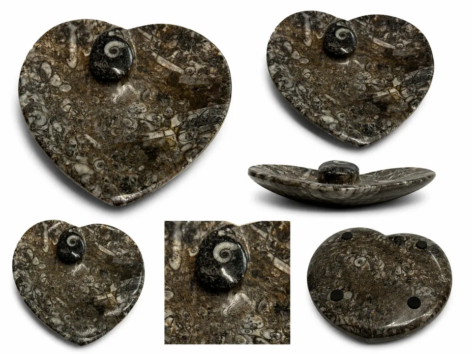 nesbel-orthoceras-dekoschale-fossilienstein-10x9-cm-schwarz image 1