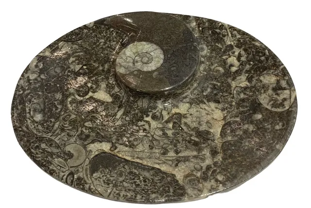 nesbel-orthoceras-dekoschale-fossilienstein-schale-15x11-cm-unikat image 1