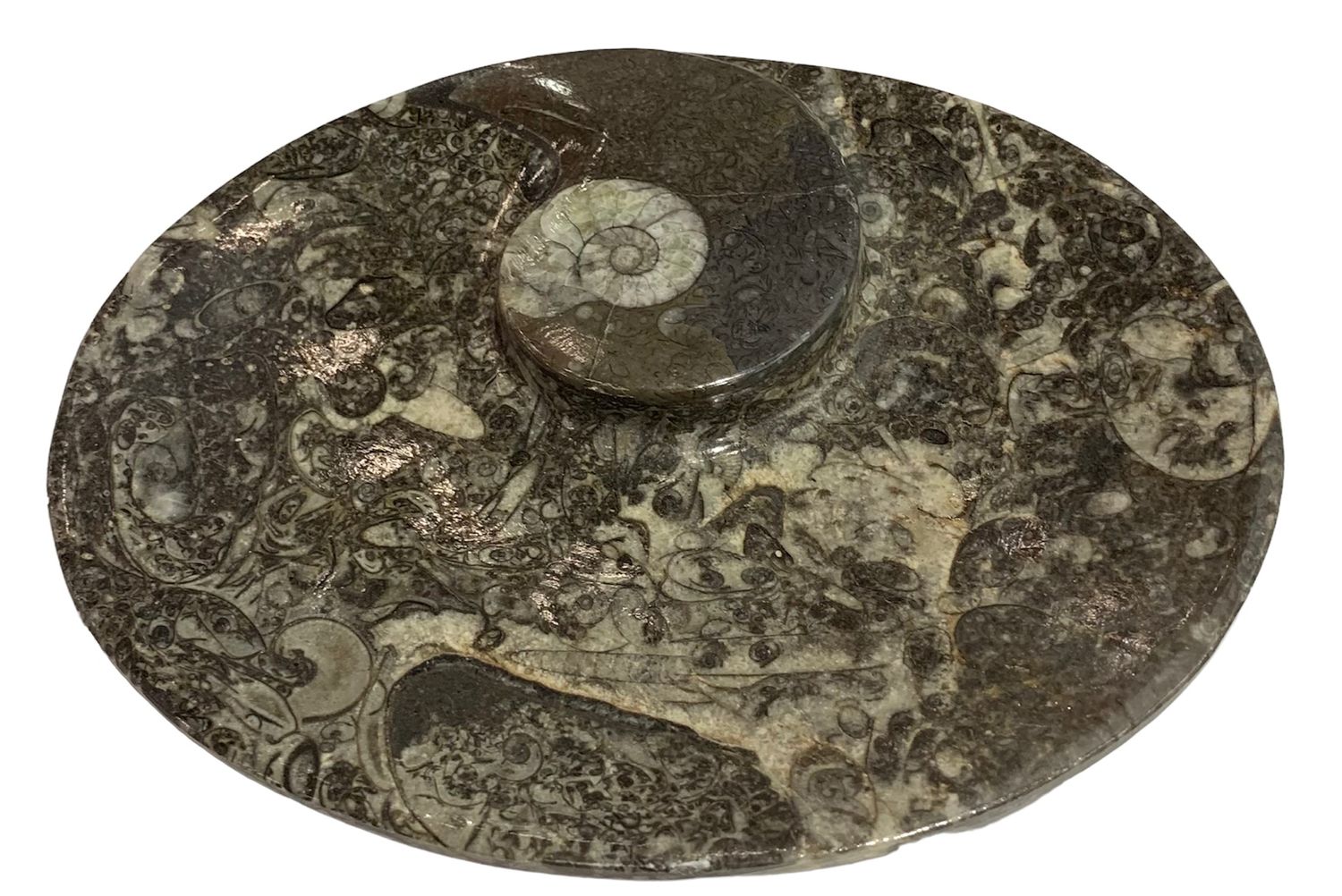 nesbel-orthoceras-dekoschale-fossilienstein-schale-15x11-cm-unikat image 1