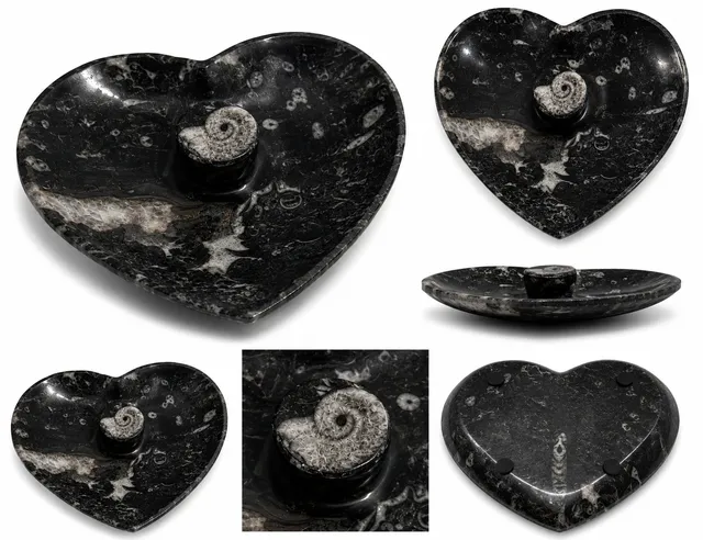 orthoceras-dekoschale-fossilienstein-schwarz-14x15-cm image 1