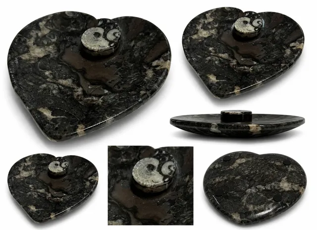 nesbel-orthoceras-dekoschale-fossilienstein-schwarz-10-5-cm-unikat image 1