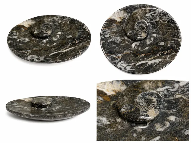 orthoceras-dekoschale-fossilienstein-marokko-unikat image 1